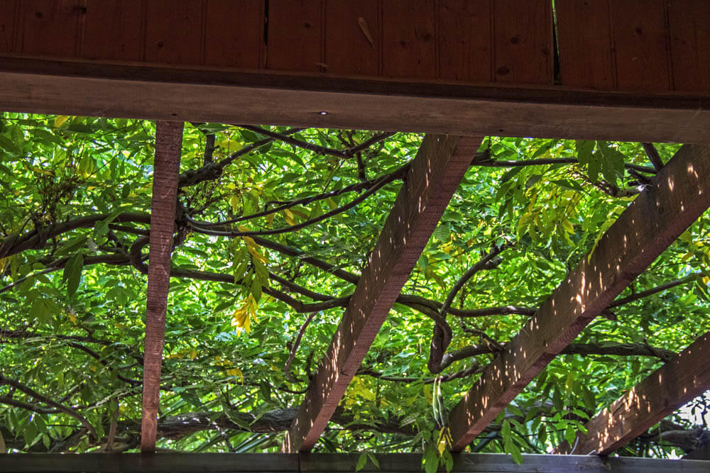 Leaf-covered terrace top
